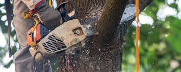 Best Arborist Consultation Services  in Flora, AL