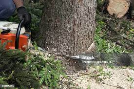 Best Lot and Land Clearing  in Flora, AL