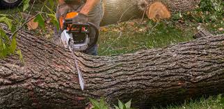 Trusted Florala, AL Tree Removal Experts