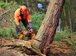 Best Aeration Services  in Flora, AL