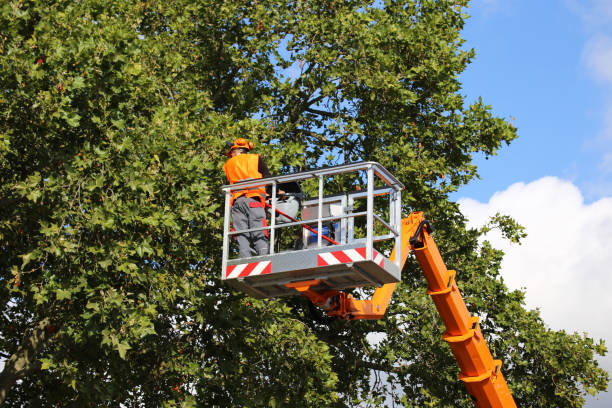 Best Tree Maintenance Programs  in Flora, AL